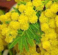 Mimosa Flower Seeds â€“ Delicate Pink Blooms