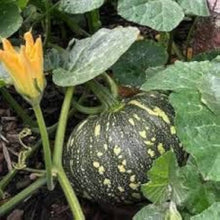 Grown Gem Pumpkin Seeds (Cucurbita pepo) for growers stocking the vegetable patches and fall gardens