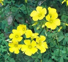 Oxalis Seeds (Oxalis versicolor) for growers filling out the indoor pots or home rock garden features