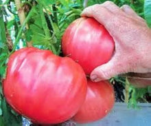Brandywine Sudduth Strain Tomato Seeds (Solanum lycopersicum) for a reliable harvest in the home vegetable garden planting