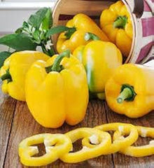 Yellow Caribbean Allspice Pepper Seeds (Capsicum chinense) for a reliable harvest in the Hot Climate Gardens – Seeds