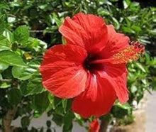 Red Giant Hibiscus Seeds for growers establishing the Stunning Bonsai & Garden Planting