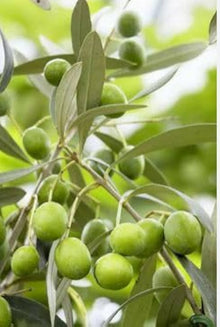Olive Tree Variety Seeds for long-term planting in the yard