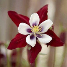 Eastern red columbine Seeds (Aquilegia canadensis) for a bright addition to the backyard gardens