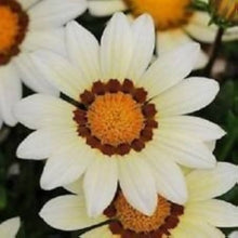 Gazania Daybreak White Seeds for reliable seasonal color