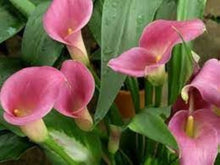 Light Green Lily Plants for Planting - Indoor Bonsai Plants valued for indoor Bonsai, Perfume Lilies, Colors