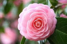 Camellia Seeds for growers filling out the Orange Garden