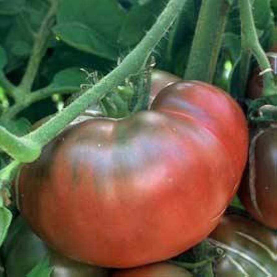 Copia (Bi-Color Tomato Seeds – Beautiful Striped Heirloom with Sweet Taste) for planting in garden