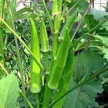 Lee Okra Organic Seeds for growers stocking a kitchen garden