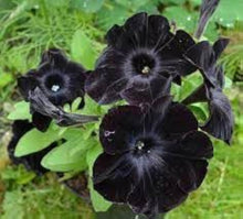 Petunia Seeds grown for black Gardening