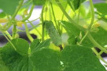 Spacemaster Cucumber Seeds for growers stocking the Small Garden Spaces