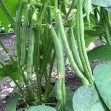 Bean Seeds for a productive addition to the vegetable patch