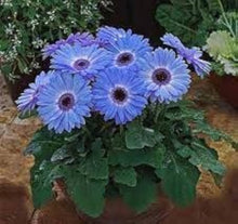 Blue Gerbera Seeds for a lasting display in the Flowering Garden