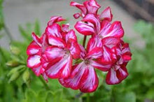 Army Green: Mixed Color Pelargonium Flower Pelargonium Seeds for long-term planting in the yard