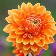 Dahlia Seeds for gardeners building out beds and borders