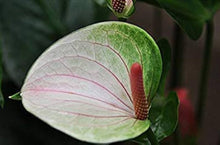 HEI-FUN Seeds (Capsicum annuum) valued for cooking and seasoning