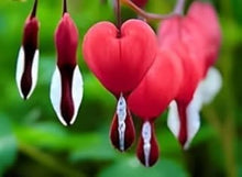 Mexican Creeper Desert Bleeding Heart Seeds (Dicentra spp.) for colorful blooms in the Flower Bed