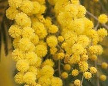 Mimosa Seeds for growers seeking a long-blooming display