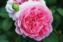 Heirloom Pink Damask Rose Seeds grown for flower Bushes