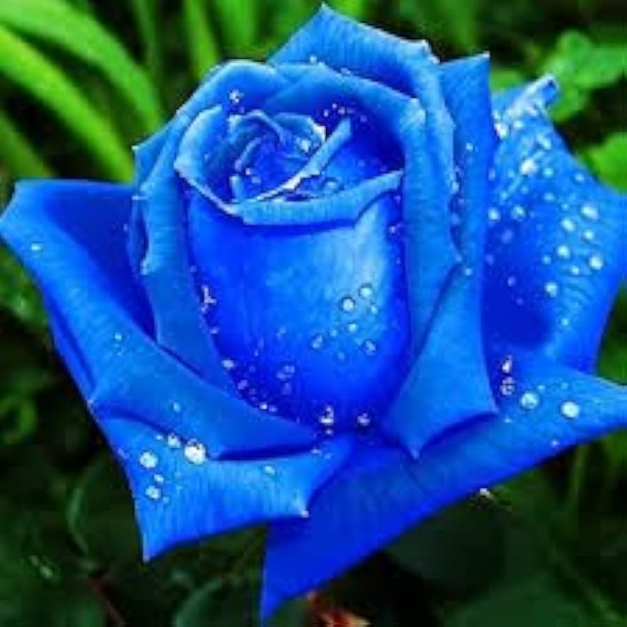 Dark blue rose flower seeds