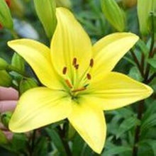 Lily Lilium Longiflorum Perfume Flower Seeds for Planting – Ideal for Fragrant Backyard Borders and Pots