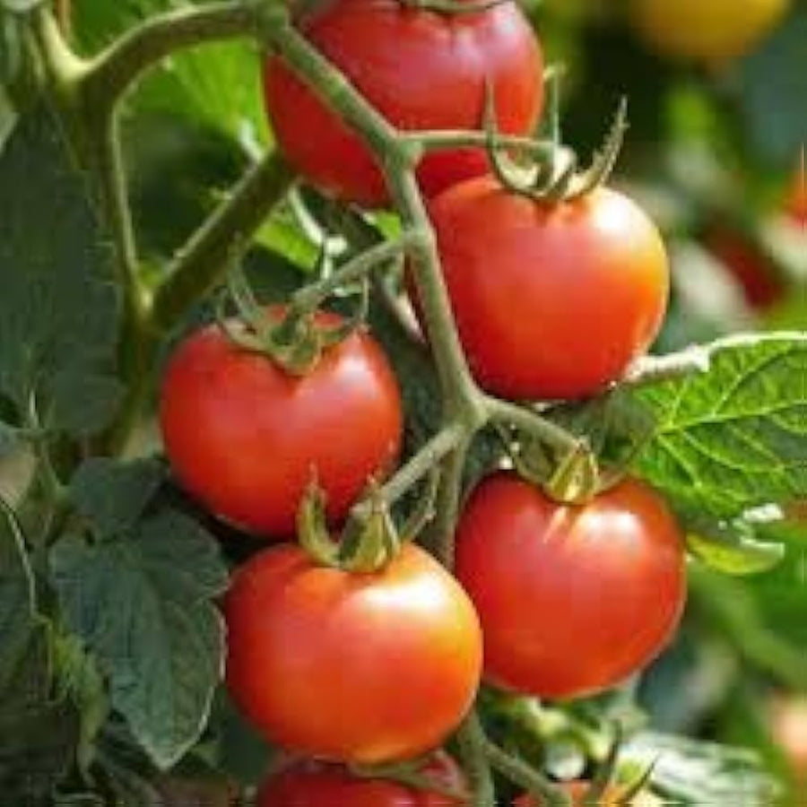 Red - Racer for planting in home garden