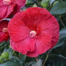 Cranberry Hardy Crush Hibiscus Seeds (Hibiscus moscheutos) for growers filling out the flower beds and water gardens