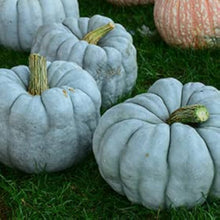 Blue Doll Pumpkin Seeds for home growers seeking a reliable harvest