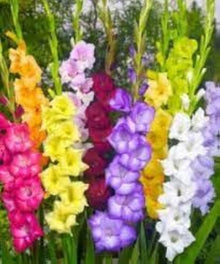 Gladiolus Perennial Seeds for growers seeking a long-blooming display