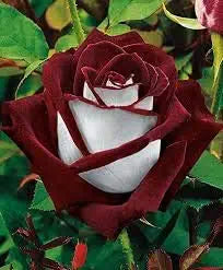 Rose Rosa Hybrida Osiria Ruby Rare Flower Seeds for Planting – Elegant Red Blooms for Garden Beds and Bouquets