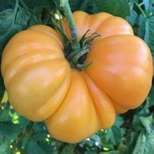 Amana Orange Tomato Seeds for growers stocking the Vegetable Patch