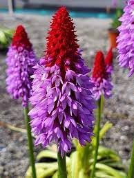 Red Hot Poker Kniphofia uvaria flower seeds for planting in sunny garden borders