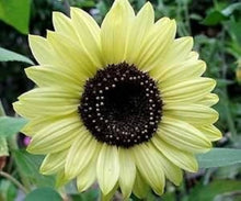 Lemon Queen Sunflower Seeds for growers wanting a homegrown harvest