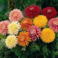 Chrysanthemum Robinson Mix Seeds (Chrysanthemum coccineum) for seasonal color across the Flower Gardens or Borders