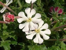 Night Blooming Zaluzianskya Phlox Seeds for reliable seasonal color