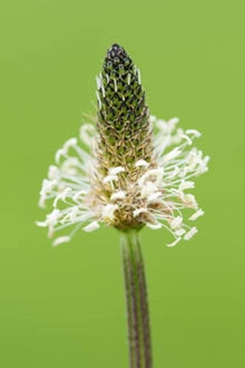 Mixed Lanceolata Seeds (Plantago lanceolata) for a lasting display in the Meadow