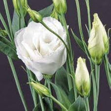 Eustoma Seeds for gardeners building out beds and borders