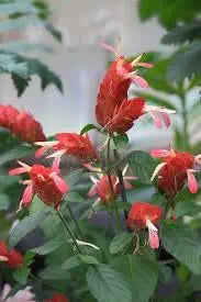 Shrimp Plant Justica brandegeeana for planting in flower bed