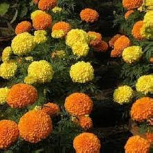 Goldfields Seeds prized for seeds Organic