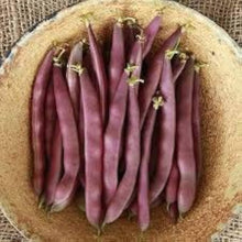 Swan Bush Phaseolus Vulgaris Red Seeds for a lasting display in the Vegetable Patch Garden Rows