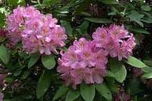 Catawba Rhododendron Seeds (Rhododendron catawbiense) for a lasting display in the Flower Bed & Garden