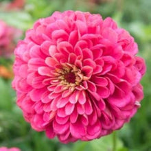 Rose Zinnia Seeds for growers filling out the Stunning Garden & Balcony Planting