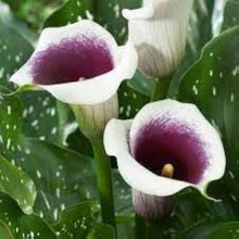 Calla Lily Seeds (Zantedeschia spp.) for a lasting display in the Flower Bed & Home Garden