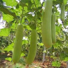 Bottle Gourd Seeds (Lagenaria siceraria) for home growers seeking a reliable harvest