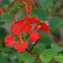 Bauhinia Galpinii Seeds for a bright addition to the Flower Bed