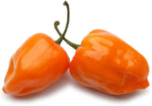 Arancione Seeds (Habanero semi) for home growers seeking a reliable harvest