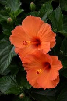 Orange Hibiscus Seeds (Hibiscus rosa-sinensis) for growers planting the Flower Bed