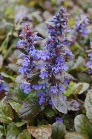 Ajuga Reptans Seeds for seasonal color across the Ground Cover Garden