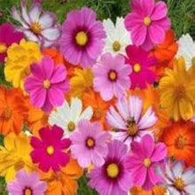 Cosmos Bipinnatus Pink Seeds for seasonal color across the Home Garden Flower Border