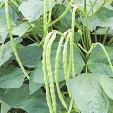 Blackeye Peas Seeds for a fresh homegrown crop from the vegetable patch